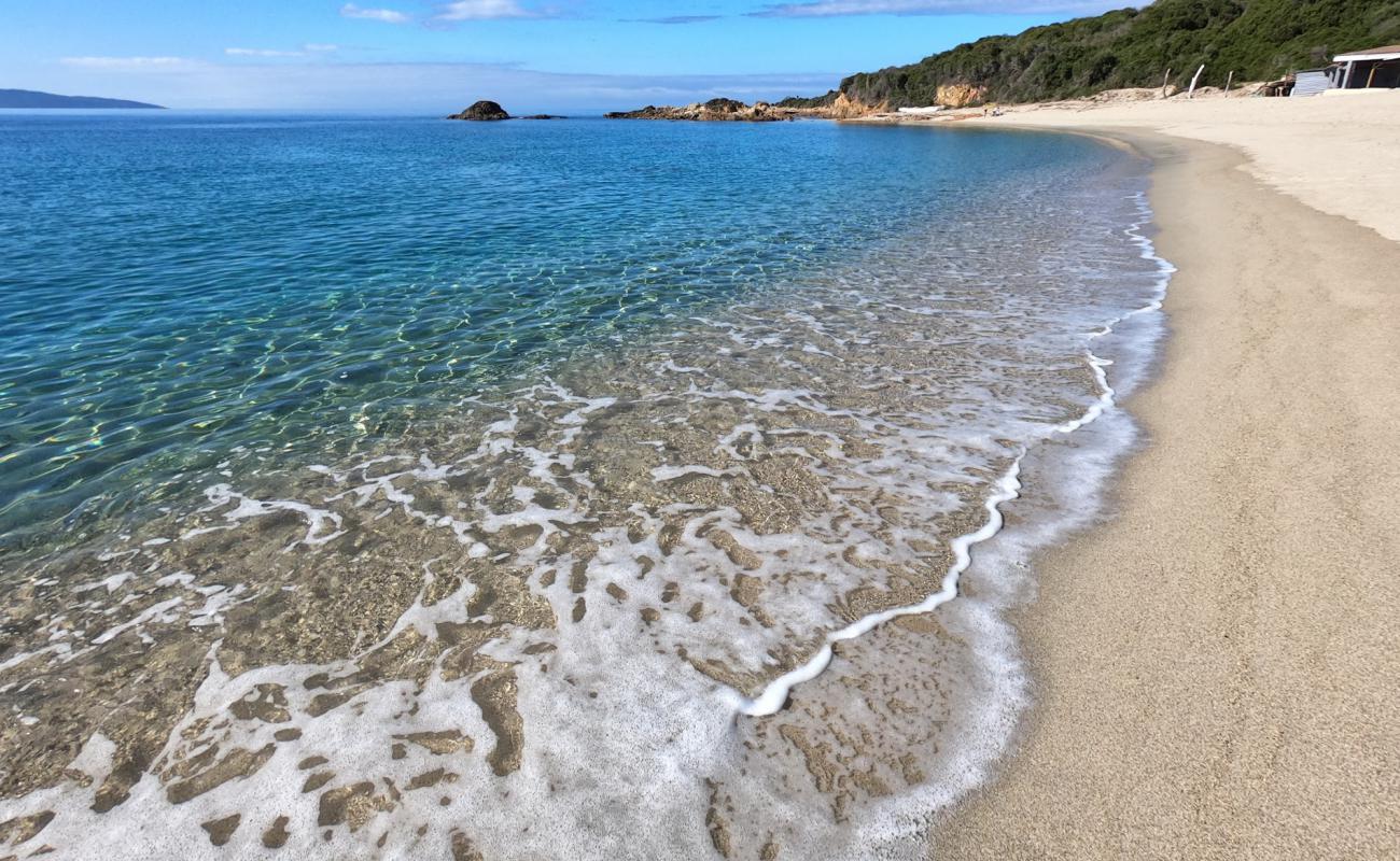 Photo de Liamone beach avec sable fin et lumineux de surface