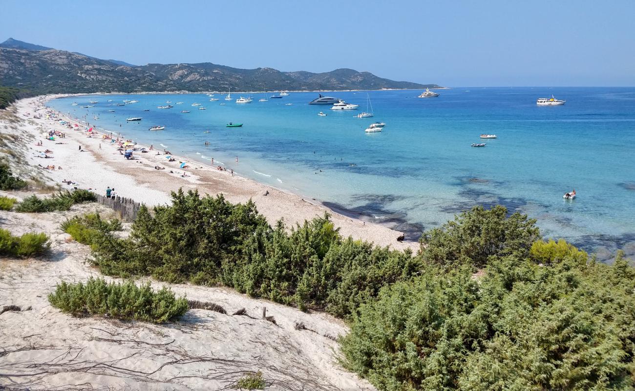 Photo de Plage de Saleccia avec sable fin et lumineux de surface