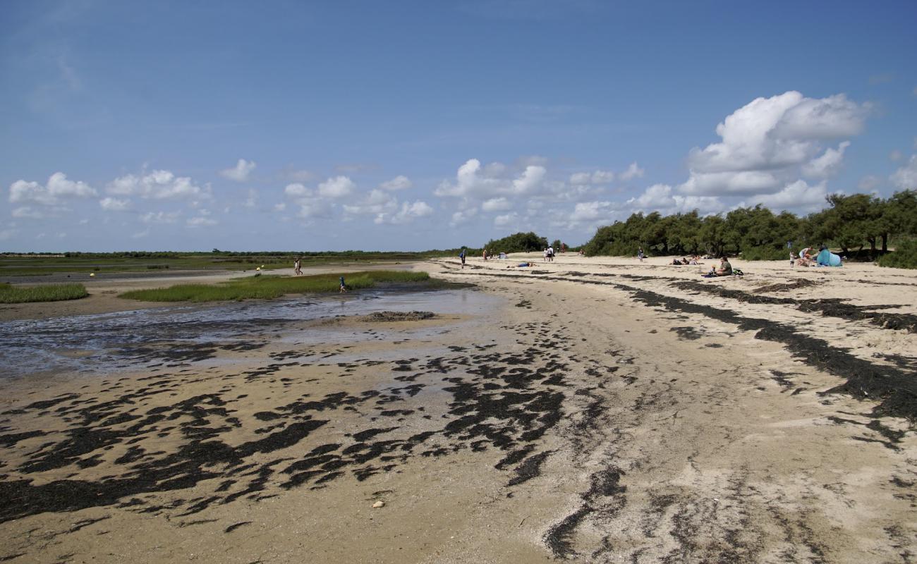 Photo de Graveyron Beach avec sable lumineux de surface