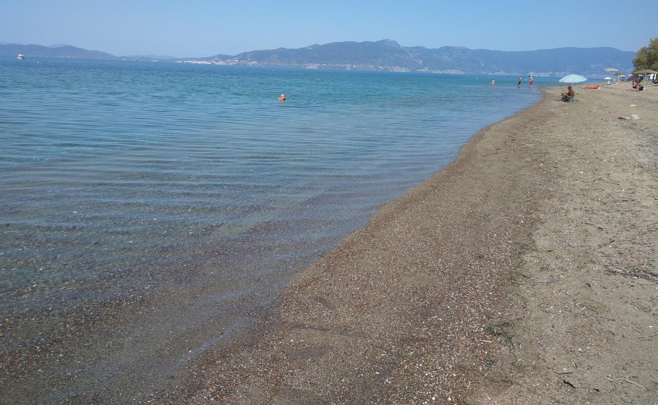 Photo de Suvala Arkitsa beach avec sable brun de surface