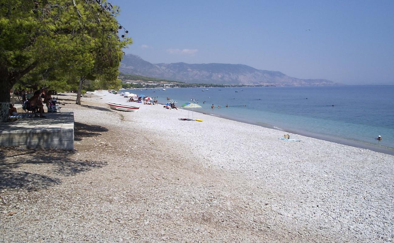 Photo de Pine trees beach avec caillou fin gris de surface