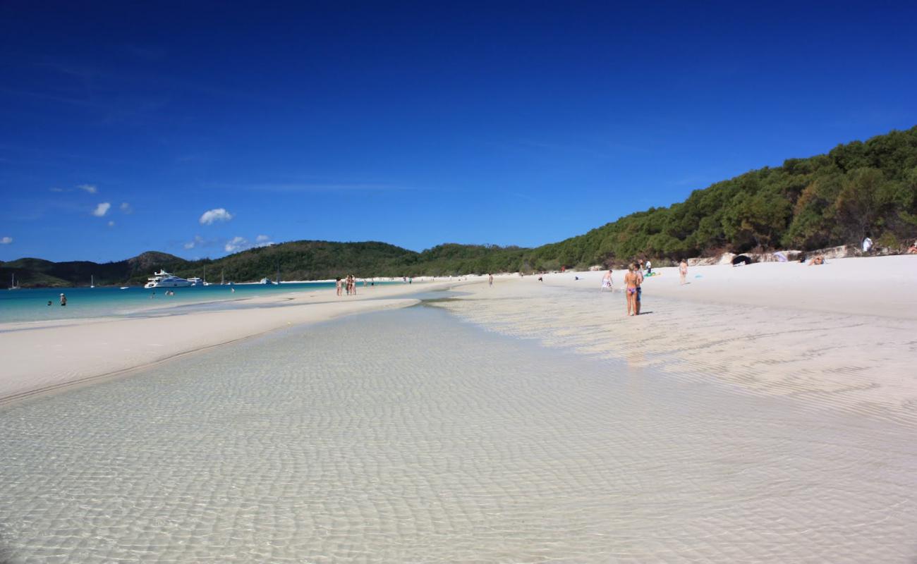 Photo de Plage de Whitehaven avec sable fin blanc de surface