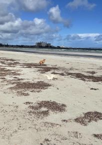 Conseil de Copper Coast