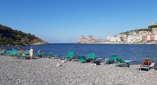 Gabbiano Spiaggia