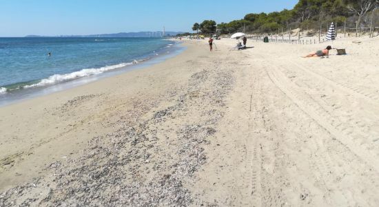 Plage Carbonifera