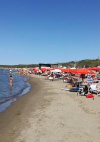Ansedonia