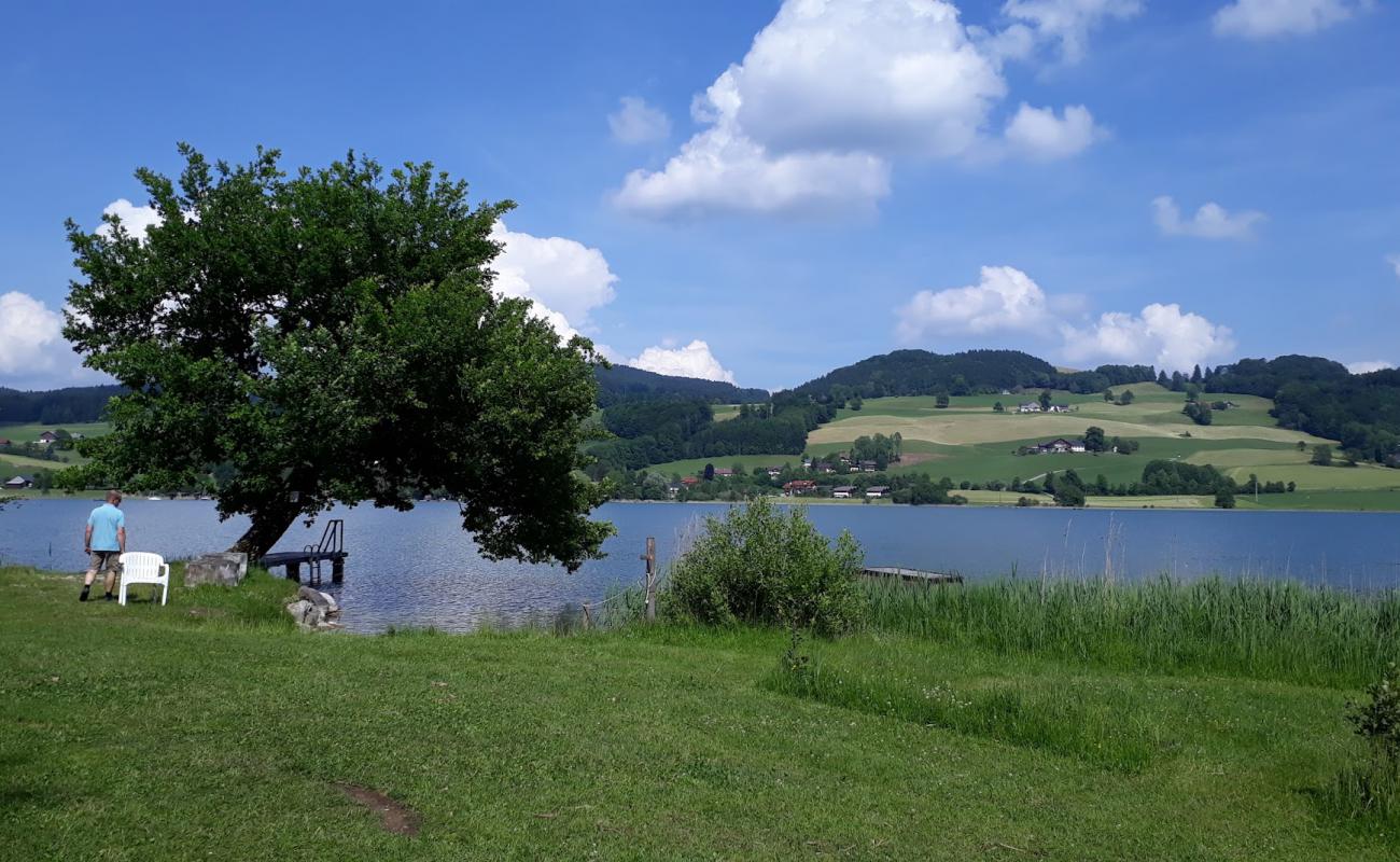 Photo de Campingplatz Fischhof avec herbe de surface