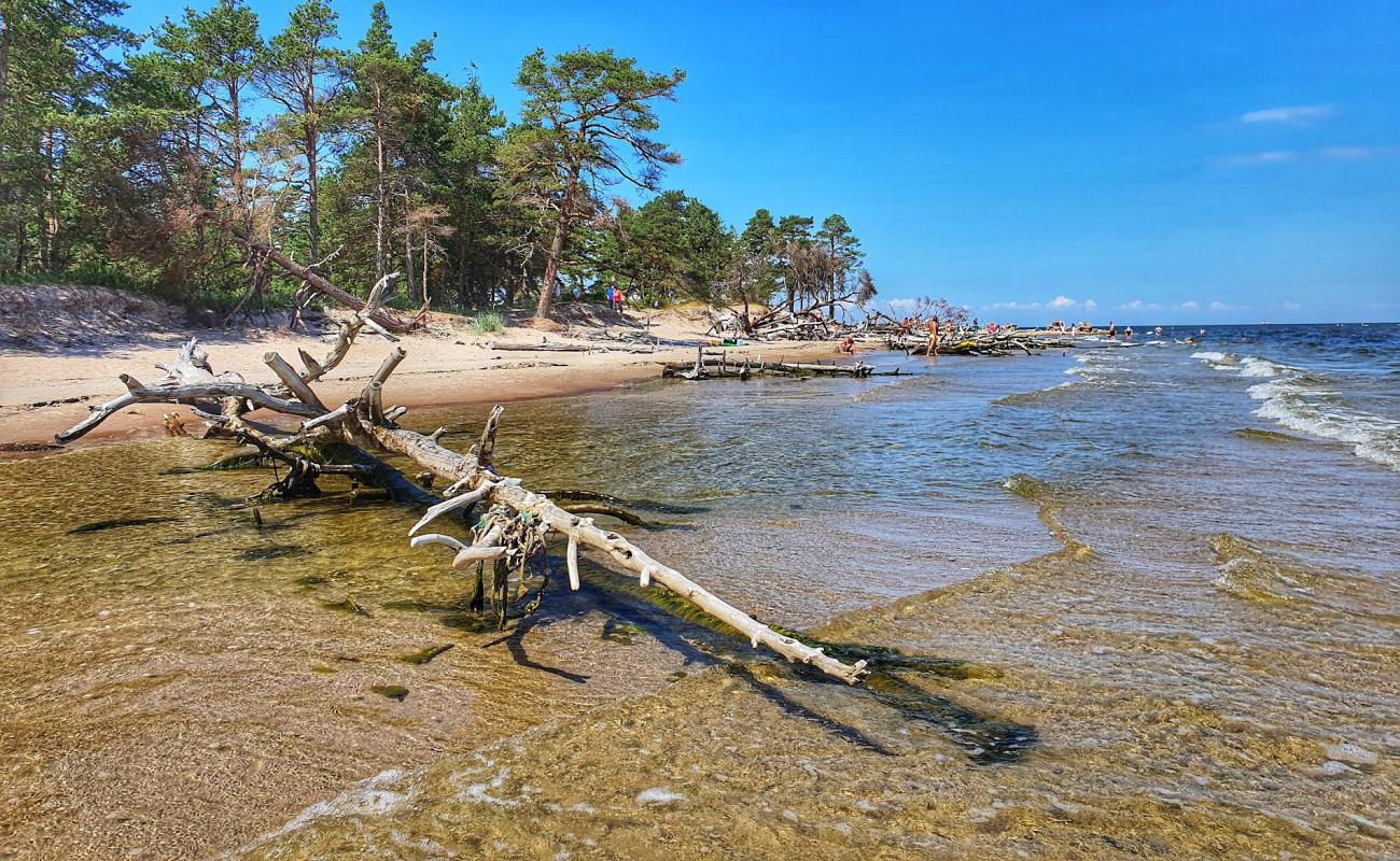 Photo de Kolkasrags beach avec sable beige de surface