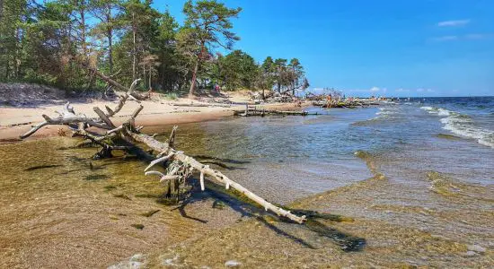 Kolkasrags beach