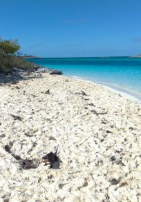South Allan's Cay Island