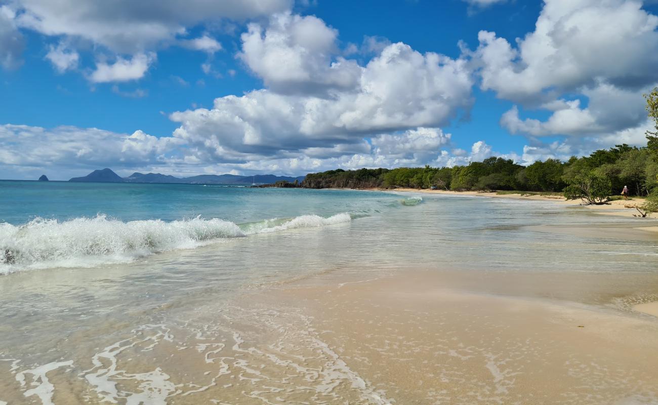 Photo de Petite Anse des Salines avec sable beige de surface
