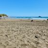 Muriwai Beach