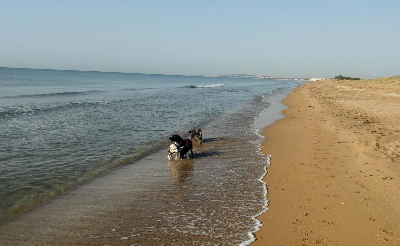 Photo de Playa del Pinet avec sable brun de surface