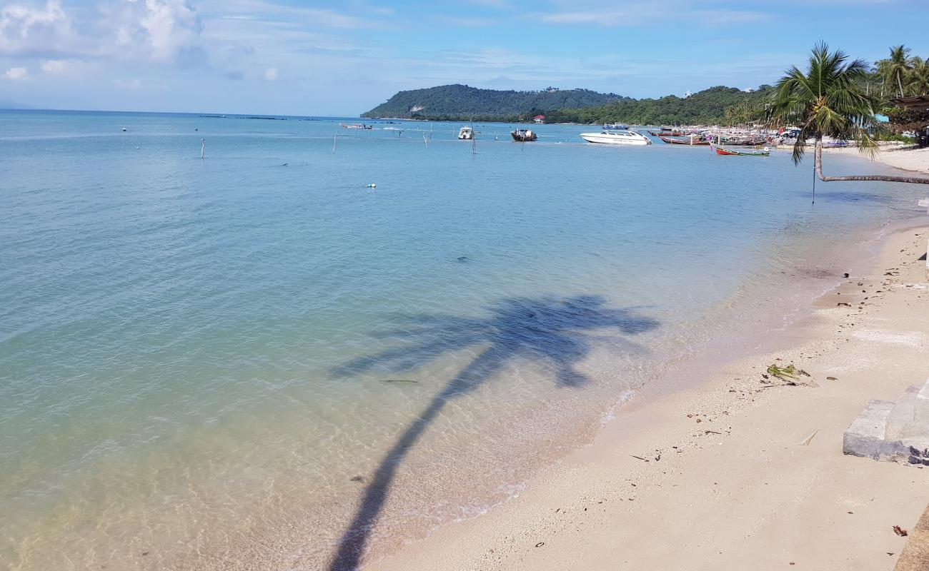 Photo de Coconut Tree avec sable beige de surface