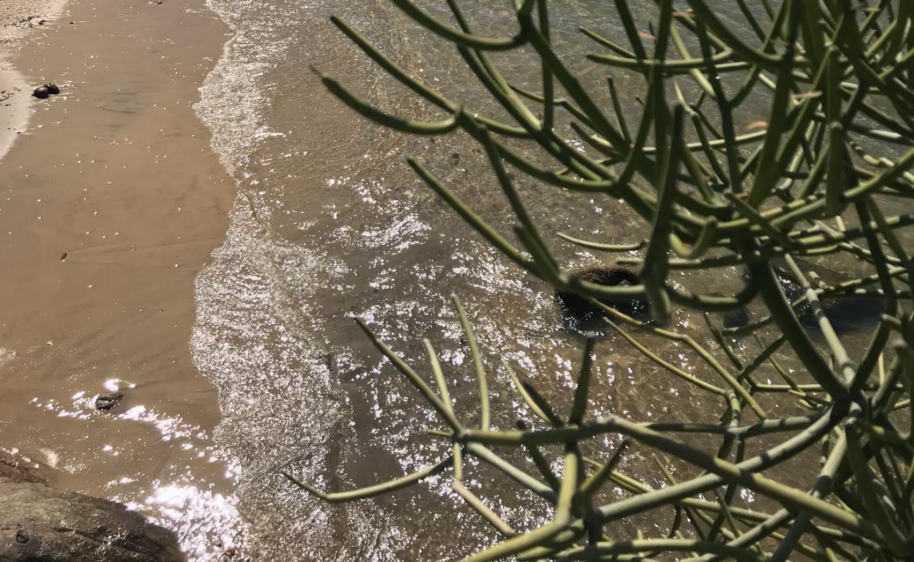 Photo de Praia das Tartarugas avec sable beige de surface