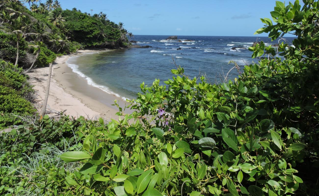 Photo de La Foret beach avec sable beige & pierres de surface