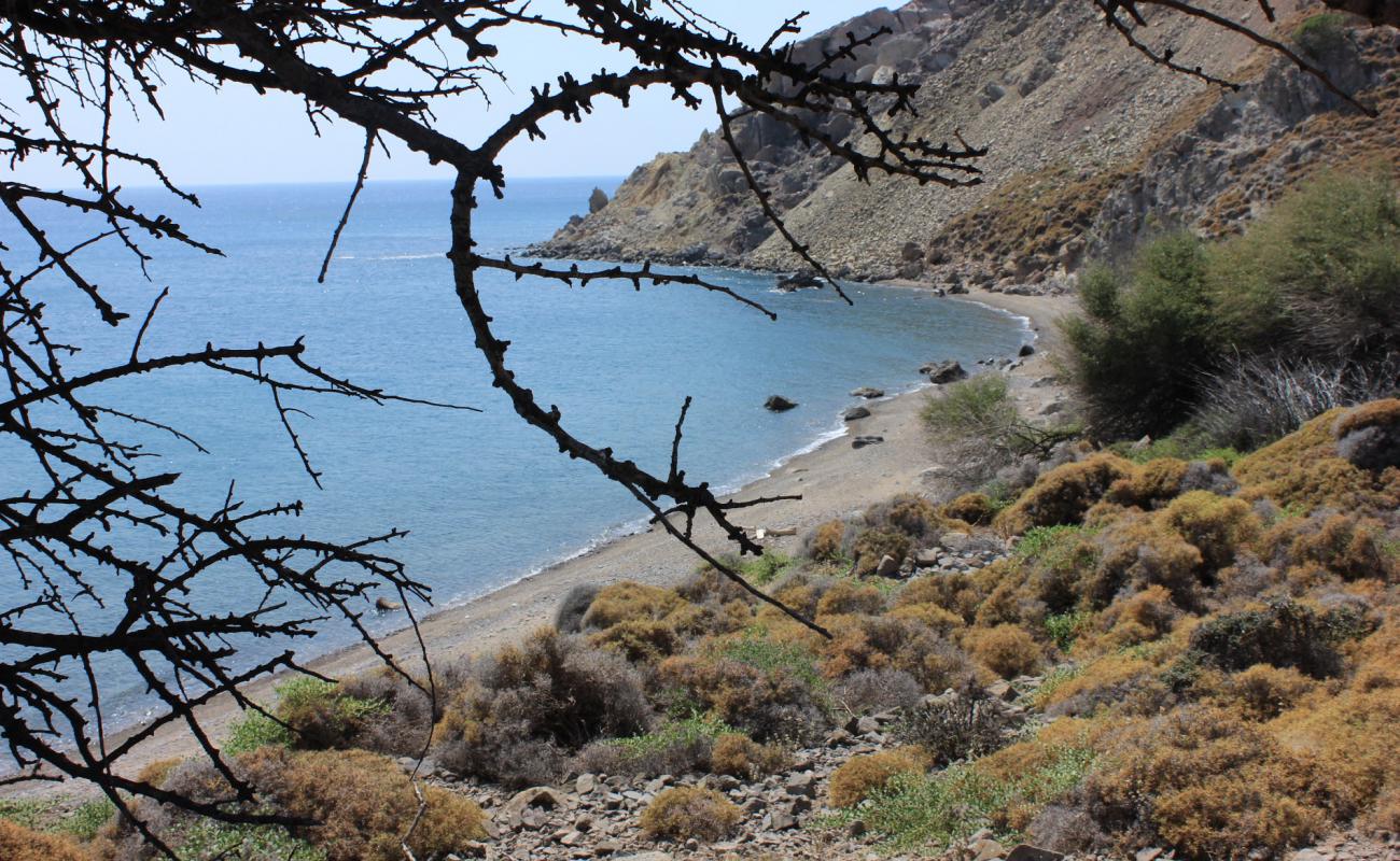 Photo de Zeytinlikoy wild avec caillou gris de surface