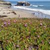 Natural Bridges Beach