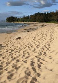 Hale'iwa