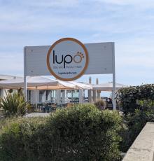 Lupo .