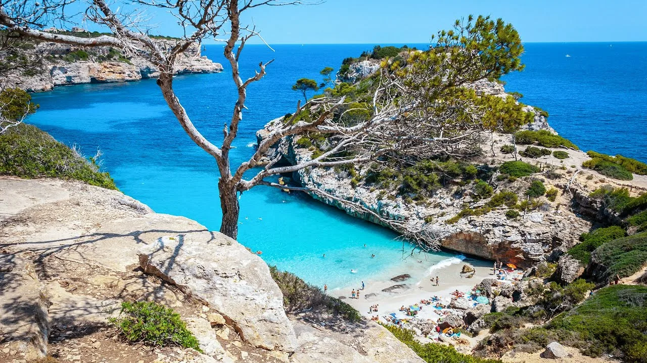 Arbre contre la mer