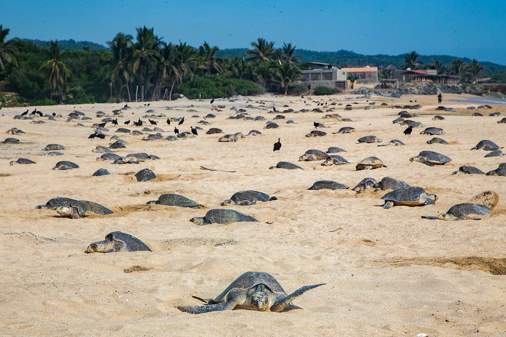 Plage de Mounda avec long rivage sablonneux et nids de tortues, plage avec parasols et café.