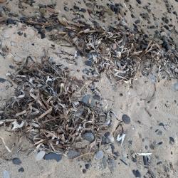 Photo de Platja de la Porquerola - endroit populaire parmi les connaisseurs de la détente