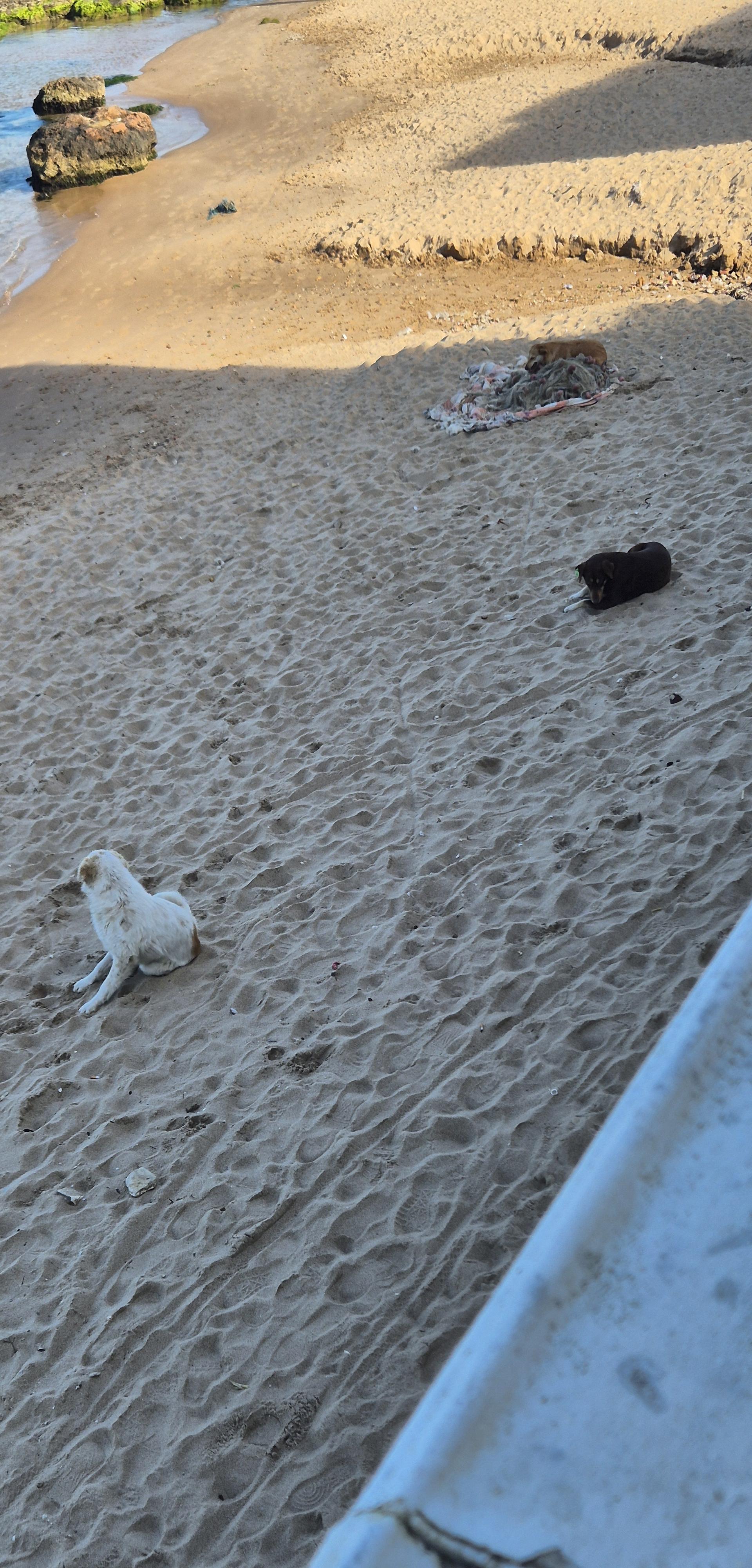 Photo of Plage de La Marsa
